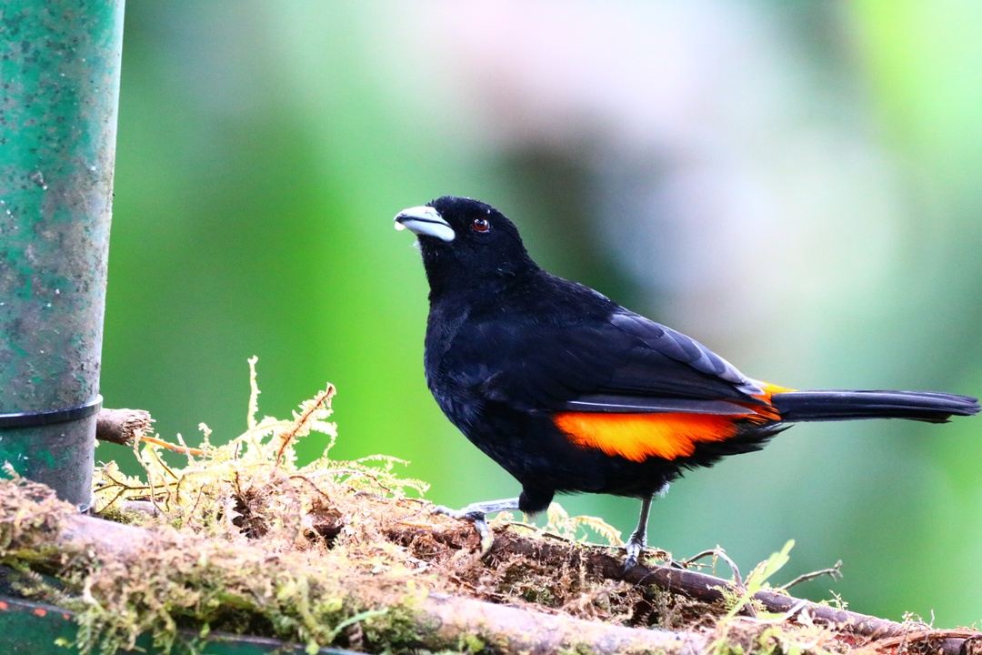 Avistamiento de Aves en Cali