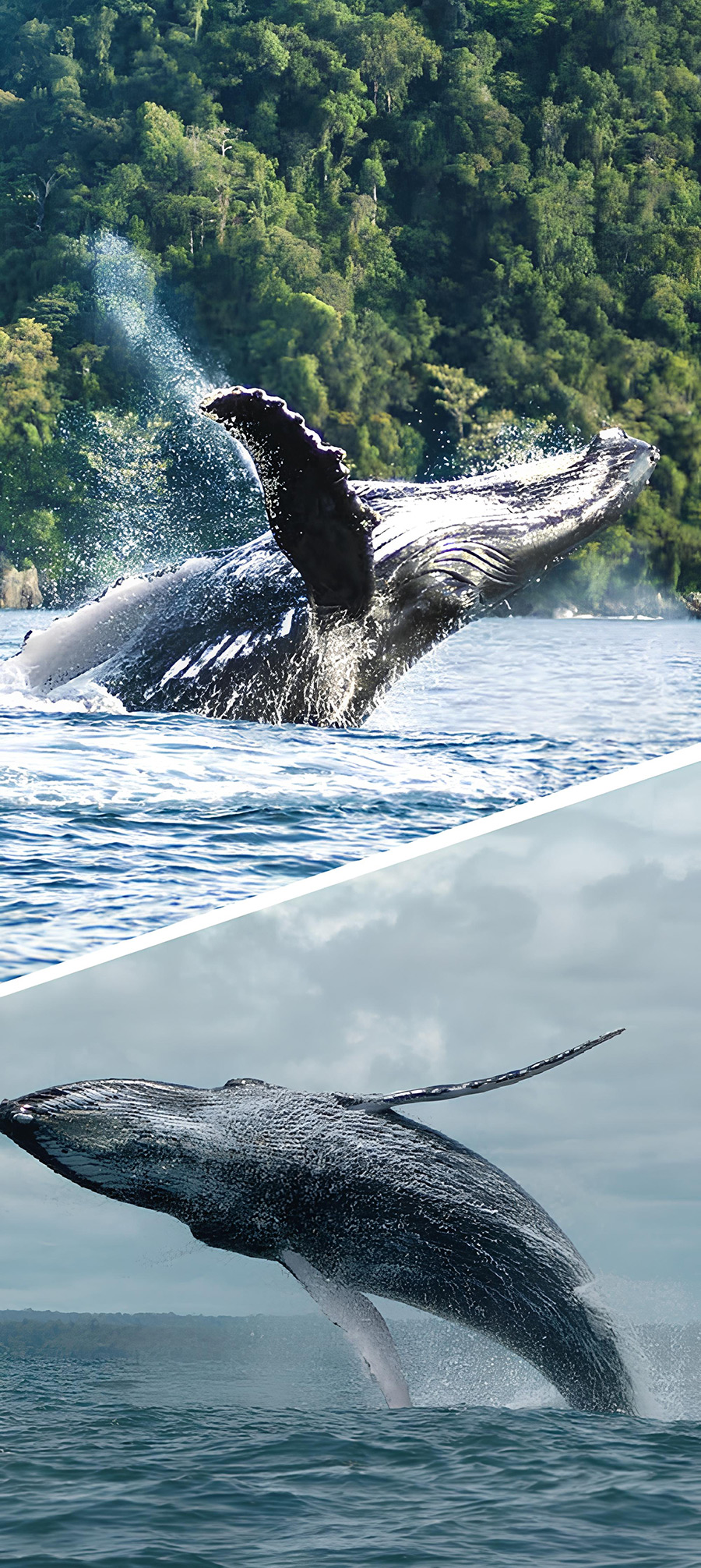 Cali Afro y Ballenas