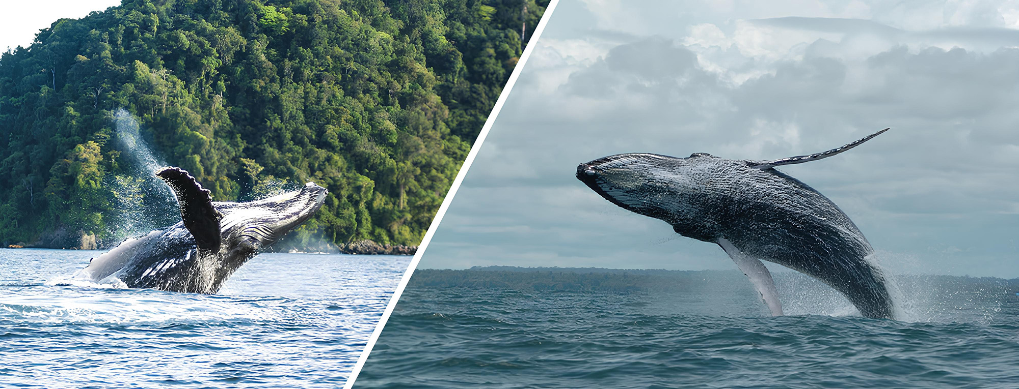 Avistamiento de ballenas en bahia malaga
